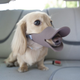 Illustration for article titled If You Have a Dog, You Can't Miss This Gadget Guide for the Spring